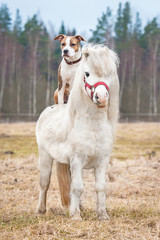 American staffordshire terrier dog riding little shetland pony