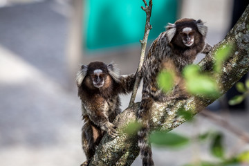 Common marmoset or White-eared marmoset with camera