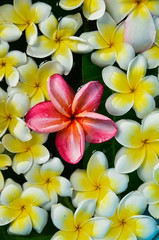 Top view many white frangipani with pink in water