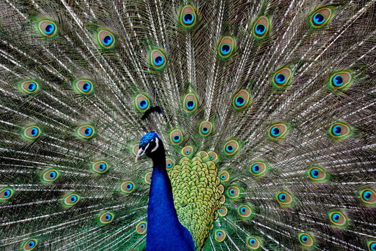 Pfau