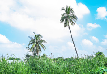 Field of lotus leaves and coconut tree,landscape background