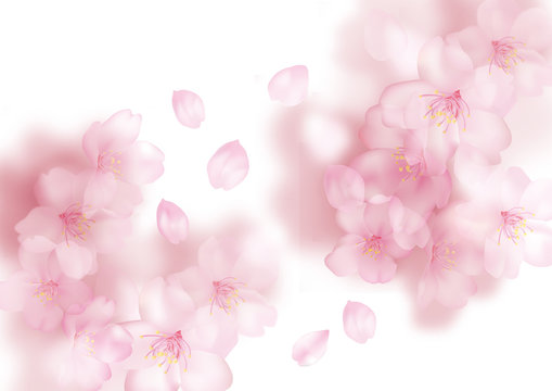 tokeru_sakura_siro_syou