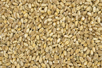 Seeds of hard wheat