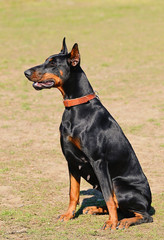 Doberman Pinscher portrait