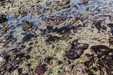 Grande marée, pêche à pied