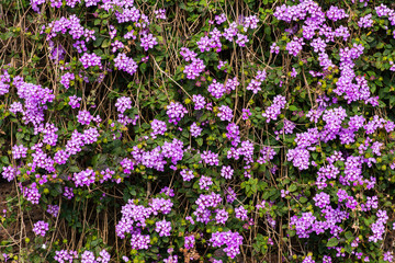 Obraz premium flower on old laterite stone fence