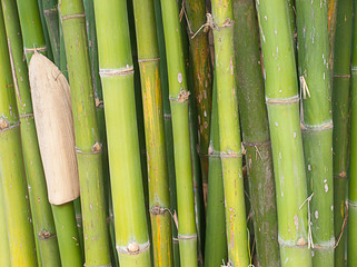 Obraz premium Bamboo forest background.