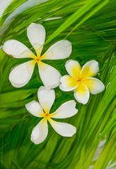 Fototapeta na wymiar Three frangipani with palm leaf in water