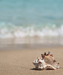 Obraz na płótnie Canvas Seashell on the beach