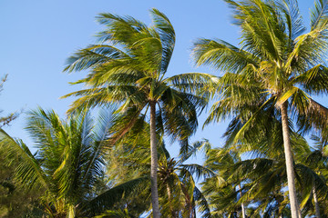 Fototapeta na wymiar palms over blue sky