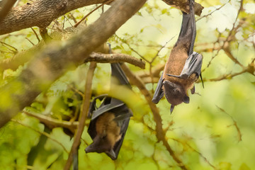 Flying foxes hanging on the tree