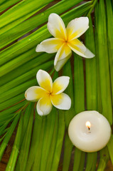 
Two white frangipani flower with candle and wet palm leaf background,
