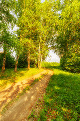 Road in birch forest