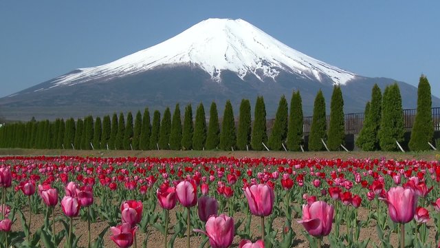 The world heritage Mount Fuji, Japan. Tulip flower garden