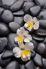 beautiful three orchid on stones background