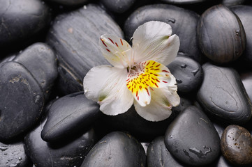 beautiful white orchid on wet stones 
