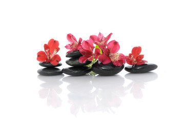 Fototapeta na wymiar Set of red orchid on stacked black stones reflection