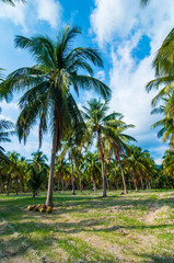 Obraz na płótnie Canvas Coconut trees with blue sky background.