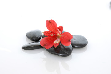 Beautiful orchid on pile of black stone 