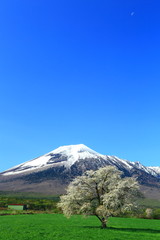 雪山と桜