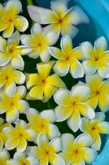 Fototapeta na wymiar many frangipani in water