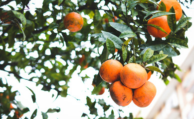 tangerine tree