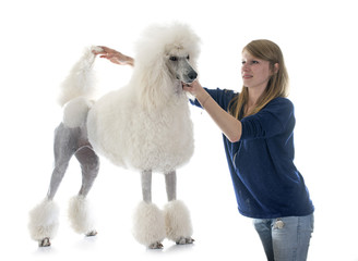 white Standard Poodle