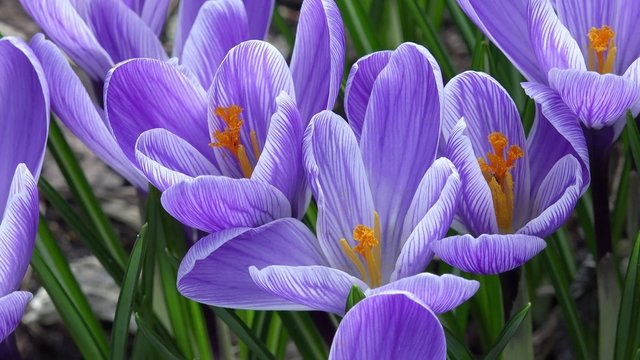 Krokusse im Fr&uuml;hling