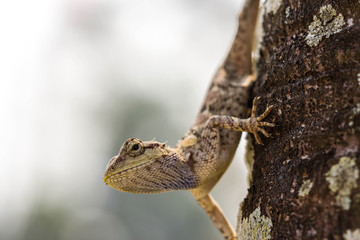 Chameleon on the tree