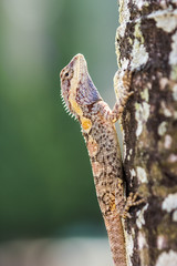 Chameleon on the tree