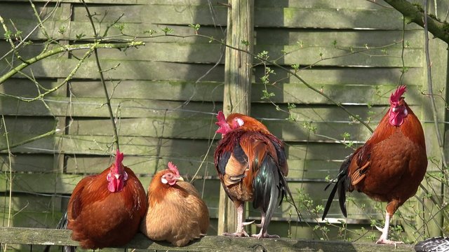 H&uuml;hner auf dem Zaun