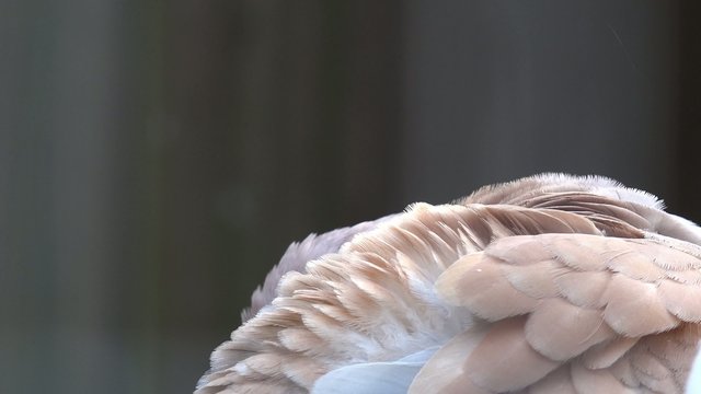 Taube bei der Gefiederpflege