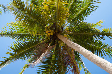 Fototapeta premium Coconut Tree In The Sunlight.
