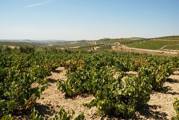 Fototapeta na wymiar Spanish vineyard, Montilla © Arena Photo UK