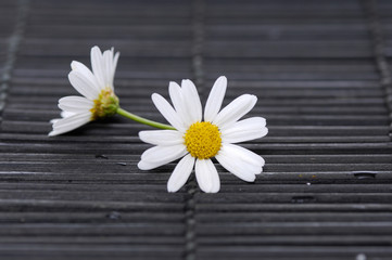 Fototapeta na wymiar Two Chamomile flowers on bamboo mat. Daisy