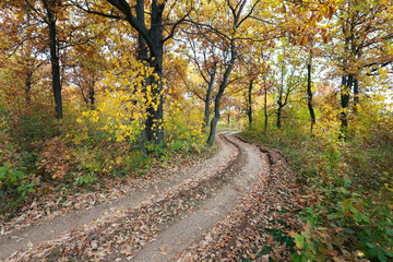 forest road