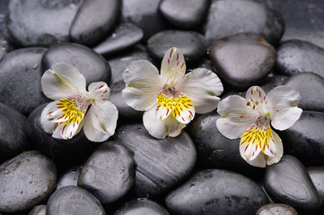 Fototapeta na wymiar Still life with three white orchid on wet zen stones