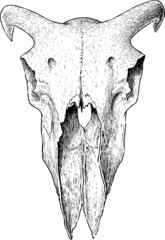 Naklejka premium ram skull
