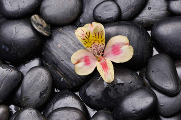 Obraz na płótnie Canvas Beautiful orchid in bowl on zen black stones