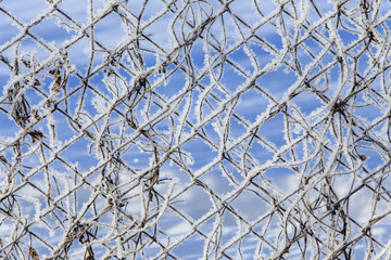 frost on the fence