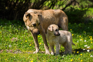 Anne Köpek ve yavrusu