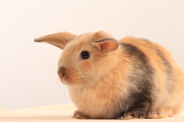 Fototapeta premium bunny rabbit