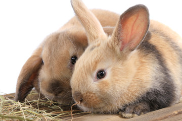 pair of rabbits