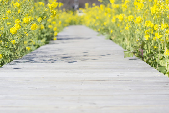 菜の花畑の散歩道