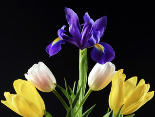 Tulips and irises