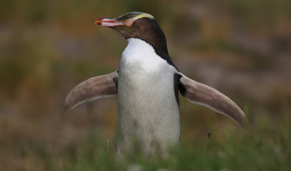Close-up view of a Yellow-eyed penguin (Megadyptes antipodes)