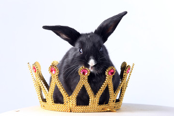 Rabbit in the crown