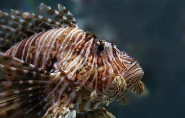 Portrait view of a common lionfish (Pterois miles)