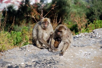 Fototapeta premium Family of Barbary Apes, Gibraltar © Arena Photo UK