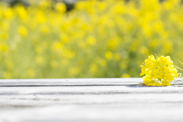 菜の花とテーブル